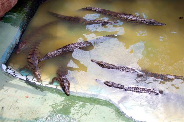 Крокодиловая ферма в Анапе